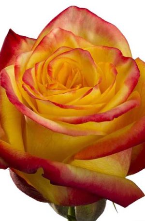 Розы одноголовые (Эквадор)